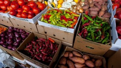caixas agrícolas e freezer quando usar cada tipo e por quê